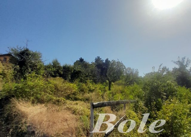 99/2026 PLAC-PODNOŽJE VRŠAČKOG BREGA
